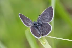 Attēlu rezultāti vaicājumam “Cupido minimus female”