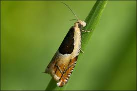 Attēlu rezultāti vaicājumam “Ancylis badiana”