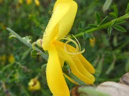 Attēlu rezultāti vaicājumam “Cytisus scoparius fruit”