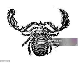 Attēlu rezultāti vaicājumam “Chelifer cancroides”