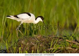 Attēlu rezultāti vaicājumam “Recurvirostra avosetta”