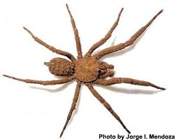 Image result for spider