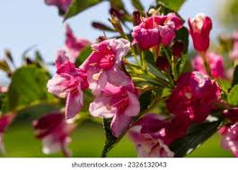 Attēlu rezultāti vaicājumam “Weigela praecox”