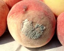 Attēlu rezultāti vaicājumam “Lophozia laxa”