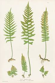 Attēlu rezultāti vaicājumam “Polypodium vulgare”