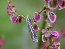 Attēlu rezultāti vaicājumam “Crambus heringiellus”