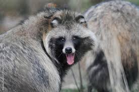 Attēlu rezultāti vaicājumam “Nyctereutes procyonoides”