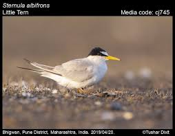 Attēlu rezultāti vaicājumam “Sternula albifrons”