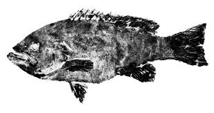 Image result for Mycteroperca rubra