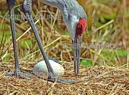 Attēlu rezultāti vaicājumam “Grus grus eggs”