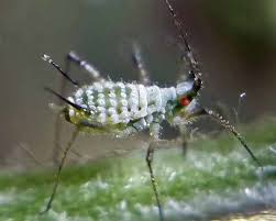 Attēlu rezultāti vaicājumam “Macrosiphoniella absinthii”