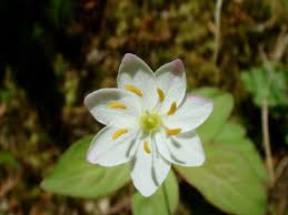 Attēlu rezultāti vaicājumam “Trientalis europaea leaf”
