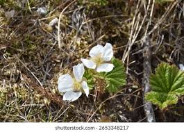 Attēlu rezultāti vaicājumam “Rubus chamaemorus flower”