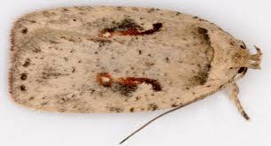 Attēlu rezultāti vaicājumam “Agonopterix aranella”