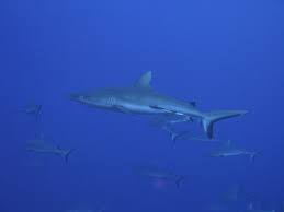 Image result for Nasolamia velox