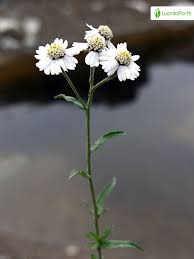Attēlu rezultāti vaicājumam “Achillea salicifolia flower”