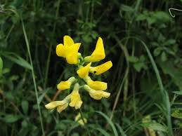 Attēlu rezultāti vaicājumam “Lathyrus pratensis flower”
