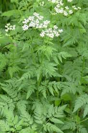 Image result for Chaerophyllum aureum