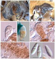 Attēlu rezultāti vaicājumam “Licea castanea sessile”