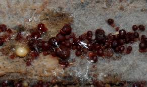 Attēlu rezultāti vaicājumam “Oligonema favogineum spores”