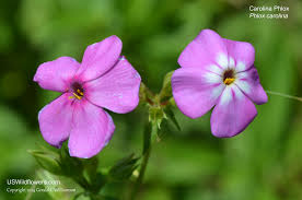 Attēlu rezultāti vaicājumam “Polemoniaceae”