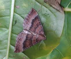 Attēlu rezultāti vaicājumam “Larentia clavaria”