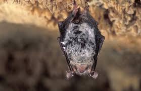 Attēlu rezultāti vaicājumam “Myotis nattereri”