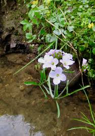 Attēlu rezultāti vaicājumam “Cardamine pratensis leaf”