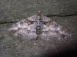 Attēlu rezultāti vaicājumam “Cleora cinctaria”