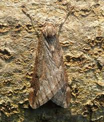 Attēlu rezultāti vaicājumam “Alsophila aescularia”