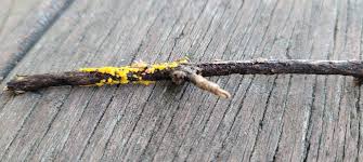 Attēlu rezultāti vaicājumam “Arcyria affinis capillitium”