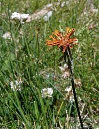 Image result for Agoseris major