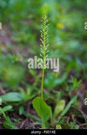 Attēlu rezultāti vaicājumam “Malaxis monophyllos leaf”