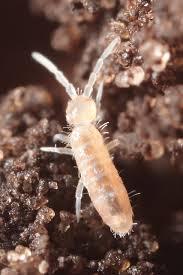 Attēlu rezultāti vaicājumam “Heteromurus nitidus”