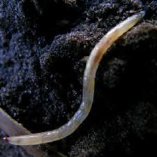 Attēlu rezultāti vaicājumam “Therevidae larva”