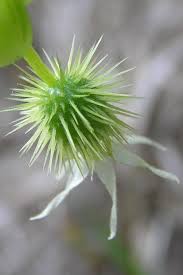 Attēlu rezultāti vaicājumam “Echinocystis lobata flower”