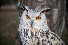 Attēlu rezultāti vaicājumam “Strigiformes”