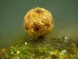 Attēlu rezultāti vaicājumam “Perichaena depressa”