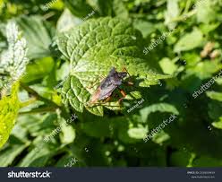 Attēlu rezultāti vaicājumam “Pinthaeus sanguinipes”