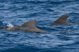 Image result for Globicephala melas