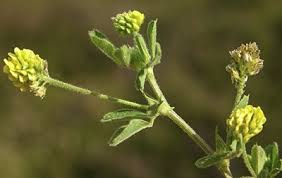 Attēlu rezultāti vaicājumam “Medicago lupulina bud”