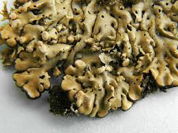 Attēlu rezultāti vaicājumam “Menegazzia terebrata”