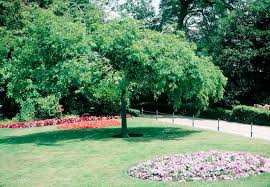 Attēlu rezultāti vaicājumam “Fraxinus excelsior Pendula female flower”