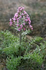 Attēlu rezultāti vaicājumam “Subularia aquatica leaf”