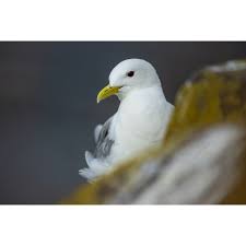 Attēlu rezultāti vaicājumam “Rissa tridactyla”