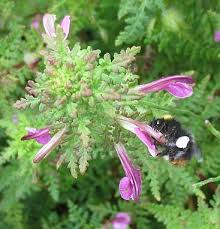 Attēlu rezultāti vaicājumam “Pedicularis palustris fruit”
