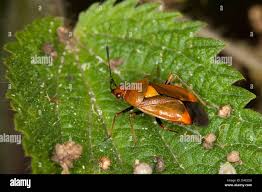 Attēlu rezultāti vaicājumam “Deraeocoris ruber”