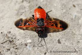 Attēlu rezultāti vaicājumam “Caenolyda reticulata”