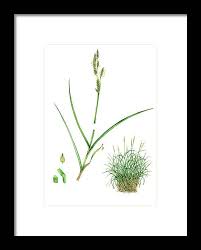 Attēlu rezultāti vaicājumam “Carex paniculata”