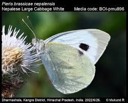 Attēlu rezultāti vaicājumam “Pieris brassicae”